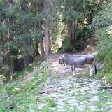 Sulzenaualm
